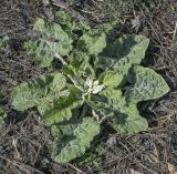 Arctium tomentosum