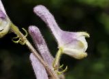 Aconitum alboviolaceum