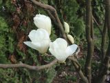 Magnolia denudata. Часть ветви с распускающимися цветками. Краснодар, парк \"Краснодар\", Японский сад, в культуре. 21.03.2024.