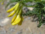 Astragalus propinquus. Соцветие и лист. Республика Алтай, Кош-Агачский р-н, массив Талдуаир, долина р. Бар-Бургазы, осыпной склон боковой долинки, горная петрофитная степь, 2130 м н.у.м. 20.06.2008.