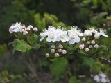 Spiraea ussuriensis