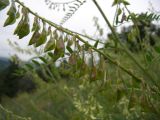 Astragalus galegiformis