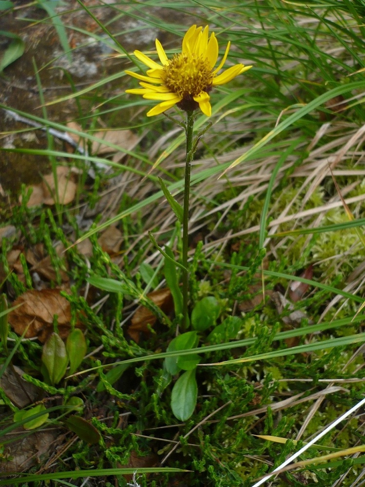 Изображение особи Tephroseris atropurpurea.