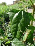 Atriplex prostrata. Лист в средней части побега. Украина, Луганская обл., г. Луганск, берег р. Лугань. Сентябрь 2012 г.