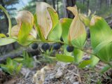 Polygonatum hirtum. Часть побега с плодами. Крым, окр. г. Ялта, хр. Иограф, сосновый лес. 8 сентября 2012 г.