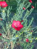 Linum grandiflorum