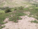 Oxytropis ferganensis. Цветущие растения. Киргизия, Чуйская обл., северный склон Киргизского хребта. 10 мая 2009 г.