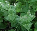 Veronica uralensis