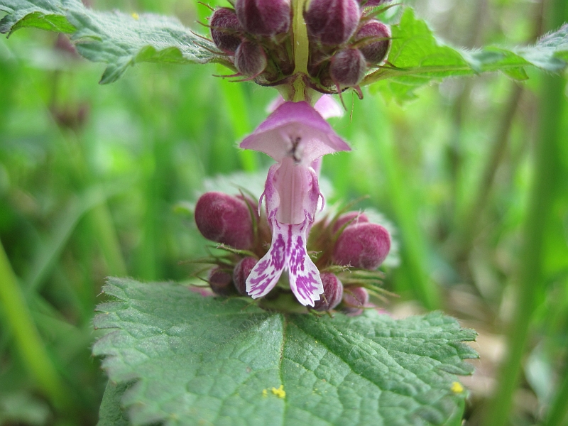 Изображение особи Lamium maculatum.