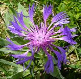 Centaurea fuscomarginata