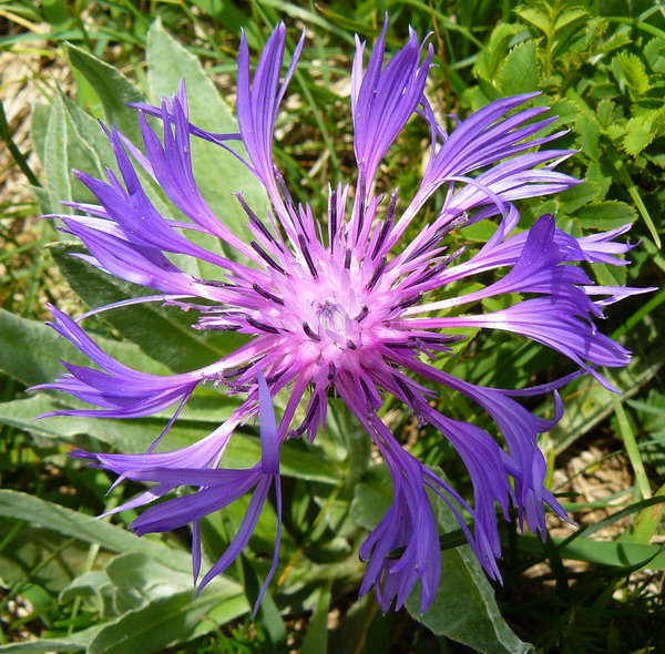 Изображение особи Centaurea fuscomarginata.