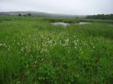 Eriophorum angustifolium