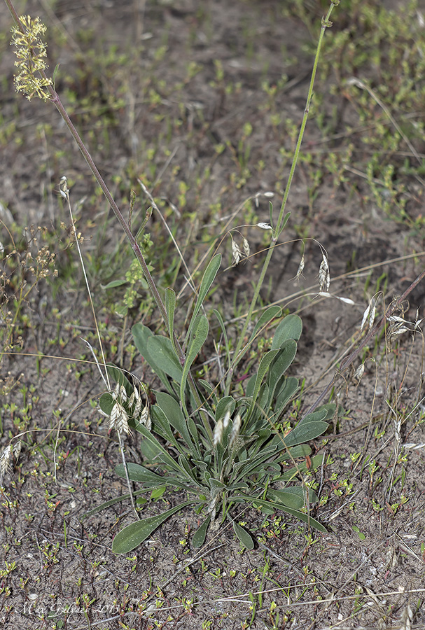 Изображение особи Silene borysthenica.