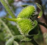 Cynoglossum officinale