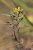 род Alyssum. Верхушка растения с соцветиями. Ростовская обл., Аксайский р-н, окр. хут. Александровка. 30.03.2014.