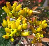 Kalanchoe orgyalis. Соцветие. Израиль, кибуц Эйн-Геди, ботанический сад. 19.03.2014.