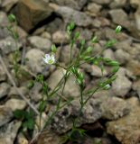 Minuartia hybrida