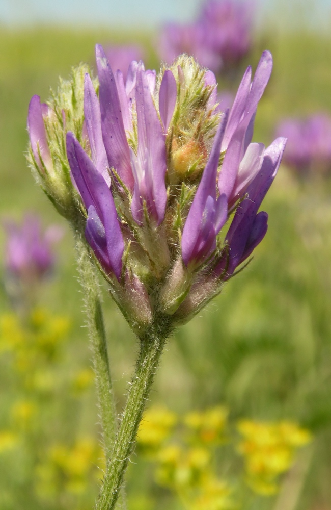 Изображение особи Astragalus onobrychis.