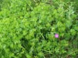 Geranium sanguineum