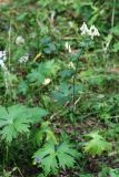 Aconitum lasiostomum