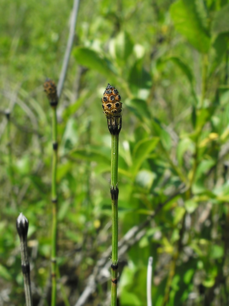 Изображение особи Equisetum variegatum.