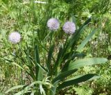 Allium amblyophyllum. Цветущие растения. Кыргызстан, Нарынская обл., левый берег р. Нарын, долина руч. Ирису. 12.06.2015.