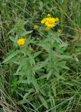 Inula japonica