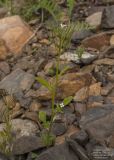 Cardamine regeliana