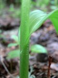 Veratrum lobelianum. Часть побега с основанием листа. Свердловская обл., окр. г. Североуральск, елово-лиственнично-сосновый лес. 31.05.2015.