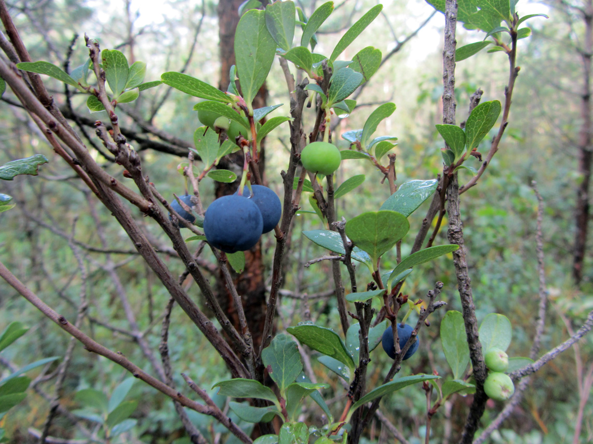 Изображение особи Vaccinium uliginosum.