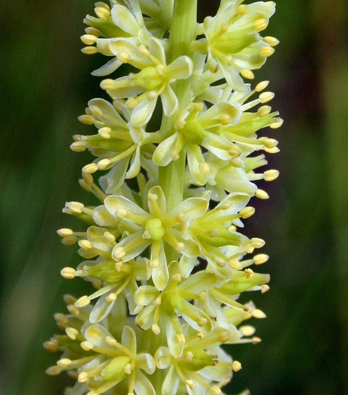 Изображение особи Tofieldia calyculata.