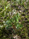 Corydalis conorhiza