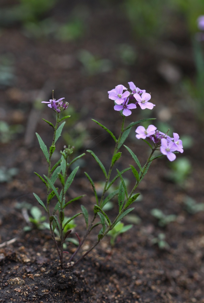 Изображение особи Dontostemon dentatus.