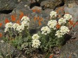 Smelowskia calycina. Цветущее растение. Тянь-Шань, хр. Илейский Алатау, Большое Алмаатинское ущ., 3200 м н.у.м., на каменистом склоне. 12.06.2016.