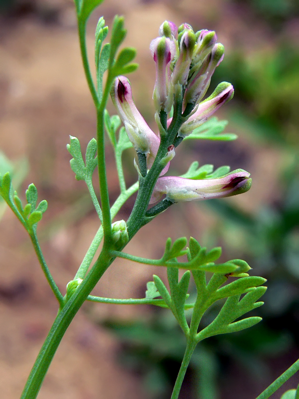 Изображение особи Fumaria officinalis.