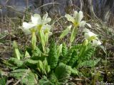 Primula vulgaris. Цветущее растение. Крым, Севастополь, Байдарская долина, окр. с. Тыловое. 15.03.2010.