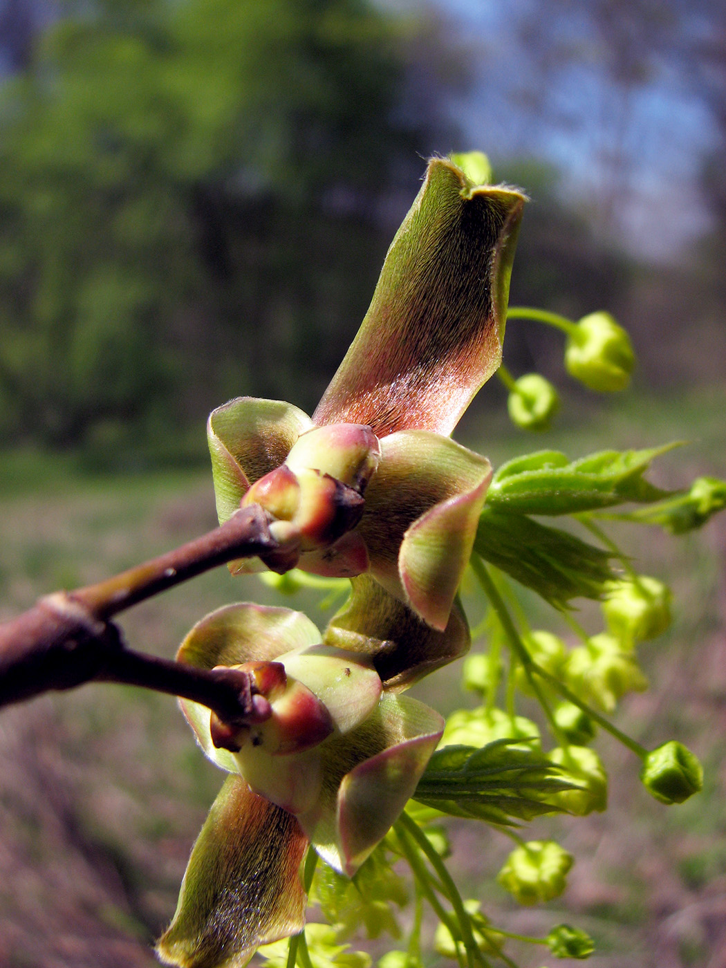 Изображение особи Acer platanoides.