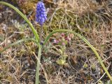 Muscari armeniacum