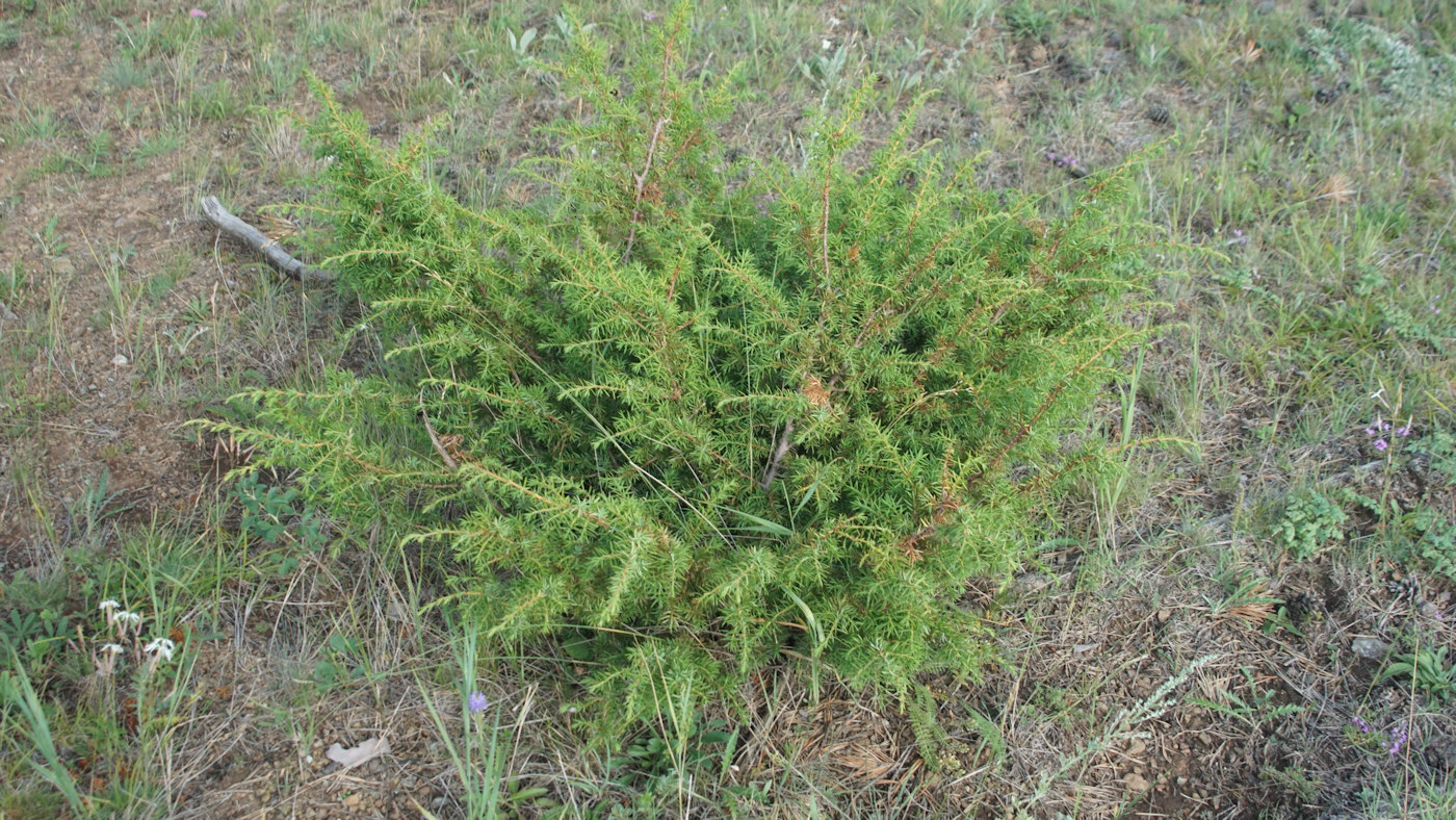 Изображение особи Juniperus communis.