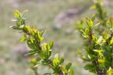 Berberis vulgaris. Ветви. Грузия, край Самцхе-Джавахети, окр. с. Чобарети, каменистый склон, выс. 1390 м н.у.м. 02.05.2017.