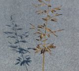 Eragrostis minor