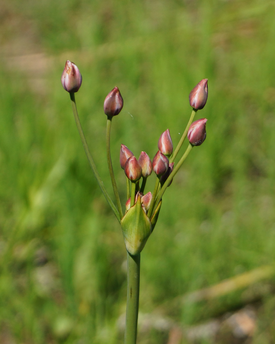 Изображение растения Butomus umbellatus.