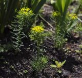 Euphorbia cyparissias