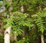 Sorbus aucuparia