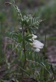 Vicia pannonica