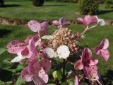 Hydrangea paniculata. Отцветающее соцветие. Марий Эл, г. Йошкар-Ола, Ботанический сад-институт. 29.08.2018.