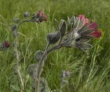 Cynoglossum officinale. Верхушка побега с соцветием. Краснодарский край, Темрюкский р-н, подножие горы Дубовый Рынок, разнотравно-злаковый луг. 13.05.2017.