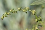 Atriplex nudicaulis. Верхушка побега с соцветиями. Кольский п-ов, Кандалакшский берег Белого моря, песчаный пляж, супралитораль. 25.07.2018.