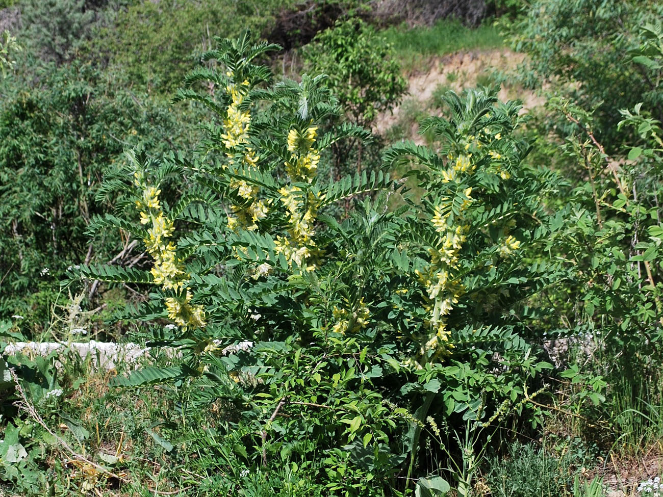 Изображение особи Astragalus sieversianus.