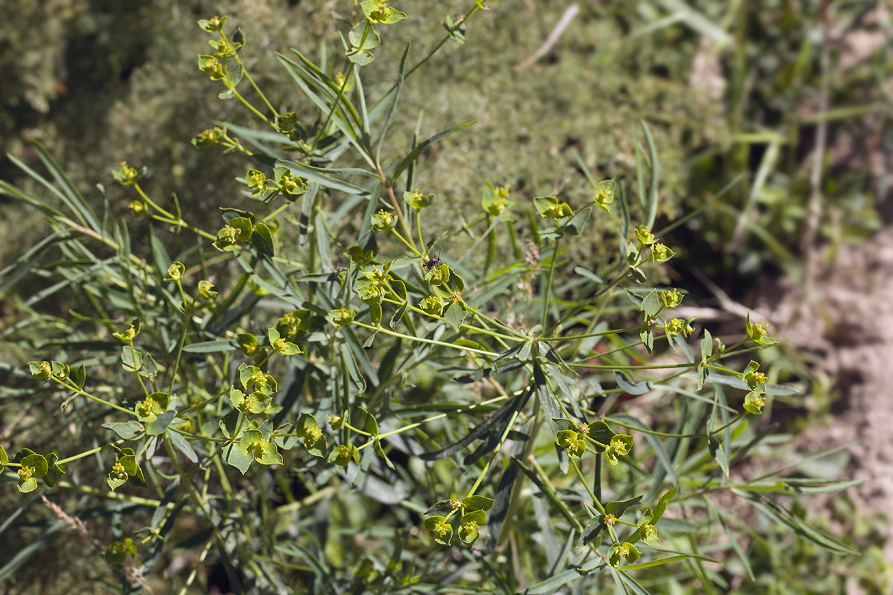 Изображение особи Euphorbia jaxartica.